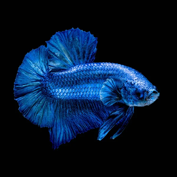 Betta peces Lucha en el acuario —  Fotos de Stock