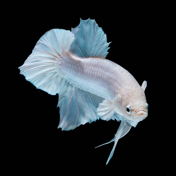 Betafisch weiß im Aquarium — Stockfoto