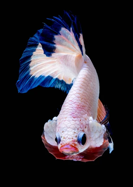 Betta fish Luta no aquário — Fotografia de Stock