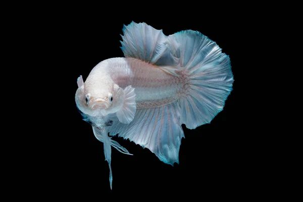 Betta ryba biała w akwarium — Zdjęcie stockowe