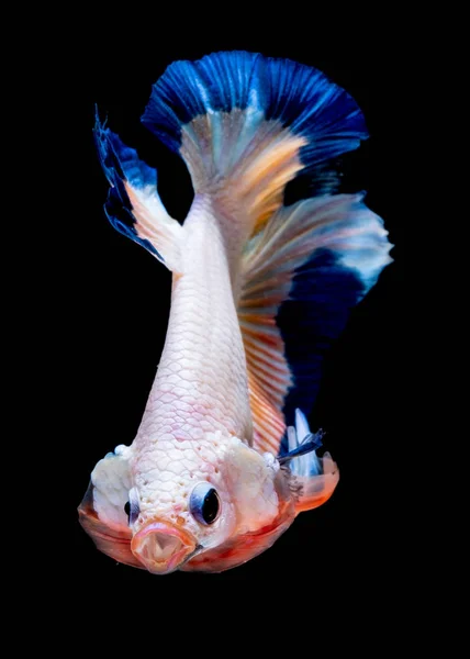 Betta fisk slåss i akvariet — Stockfoto