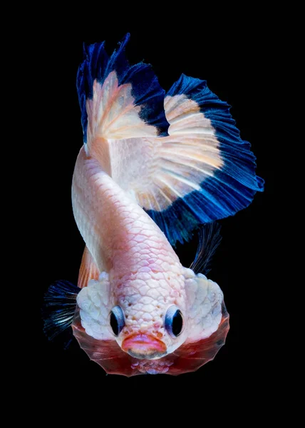 Betta vis vechten in het aquarium — Stockfoto