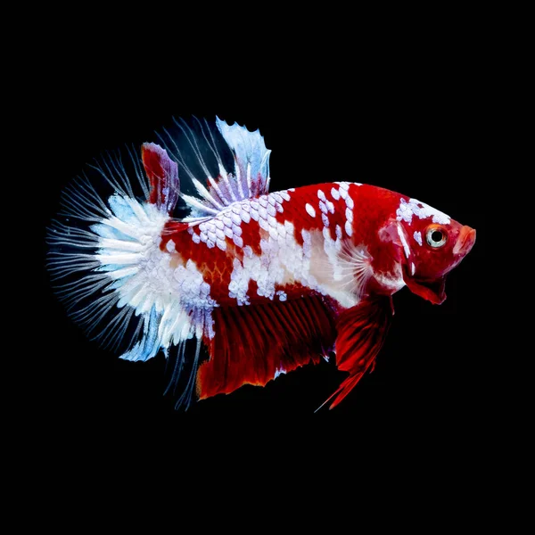 Betta peixe vermelho hellboy no aquário — Fotografia de Stock