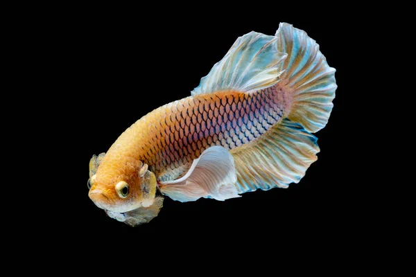 Beta-Fische kämpfen im Aquarium — Stockfoto