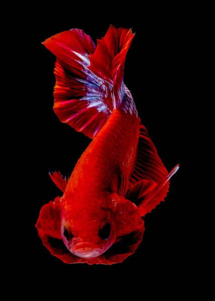 Риба Бетта червоний пекельний хлопчик в акваріумі — стокове фото