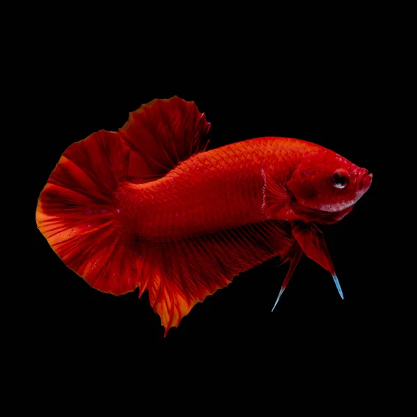 Betta peixe vermelho hellboy no aquário — Fotografia de Stock