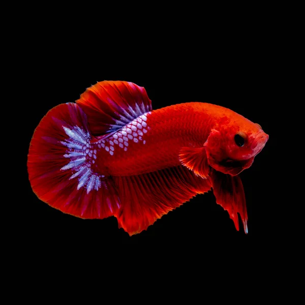 Betta ikan merah hellboy di akuarium Stok Gambar Bebas Royalti