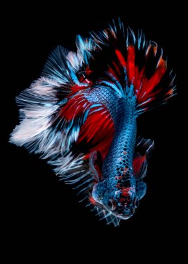 İçinde belgili tanımlık akvaryum daha iyi balık mücadele 