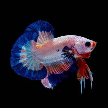 İçinde belgili tanımlık akvaryum daha iyi balık mücadele