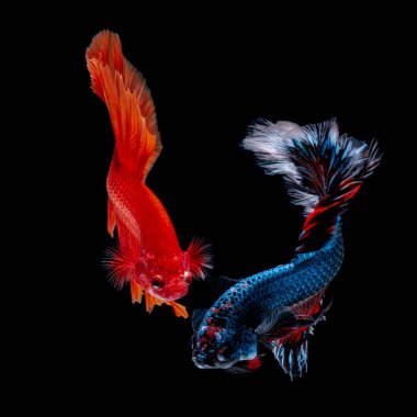 İçinde belgili tanımlık akvaryum daha iyi balık mücadele 