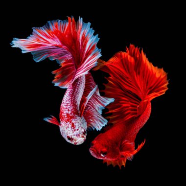 İçinde belgili tanımlık akvaryum daha iyi balık mücadele 