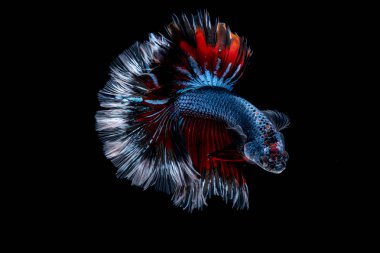 İçinde belgili tanımlık akvaryum daha iyi balık mücadele 