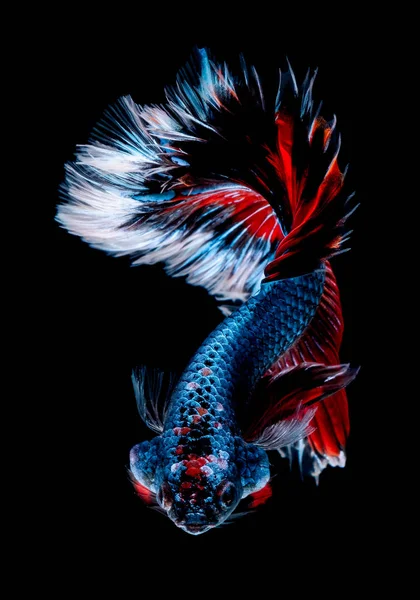 Betta peces Lucha en el acuario —  Fotos de Stock