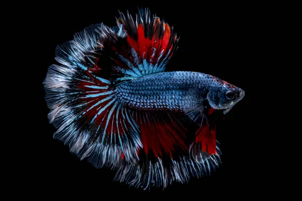 Beta-Fische kämpfen im Aquarium — Stockfoto