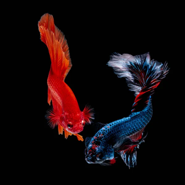 İçinde belgili tanımlık akvaryum daha iyi balık mücadele 