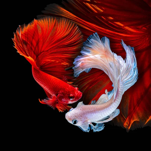 İçinde belgili tanımlık akvaryum daha iyi balık mücadele