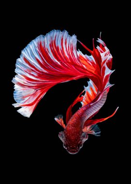 İçinde belgili tanımlık akvaryum daha iyi balık mücadele