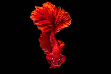 İçinde belgili tanımlık akvaryum daha iyi balık mücadele