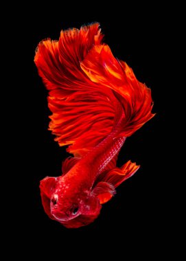 İçinde belgili tanımlık akvaryum daha iyi balık mücadele