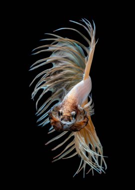 İçinde belgili tanımlık akvaryum daha iyi balık mücadele