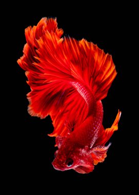 İçinde belgili tanımlık akvaryum daha iyi balık mücadele