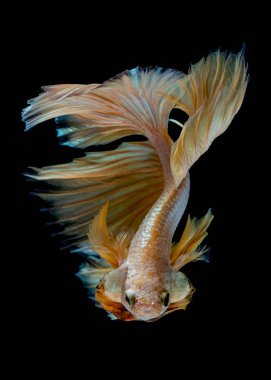 İçinde belgili tanımlık akvaryum daha iyi balık mücadele