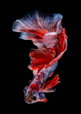 İçinde belgili tanımlık akvaryum daha iyi balık mücadele