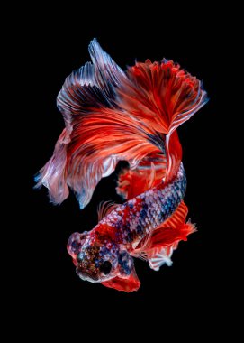 İçinde belgili tanımlık akvaryum daha iyi balık mücadele