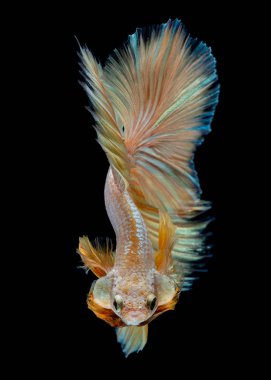 Akvaryum siyah Betta balık Fight 