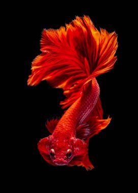 İçinde belgili tanımlık akvaryum daha iyi balık mücadele