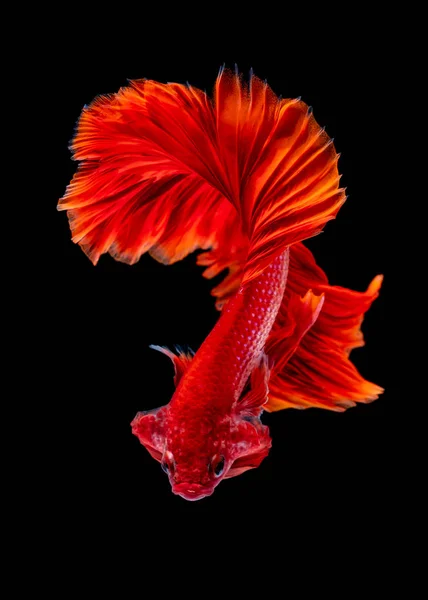 Betta fish Luta no aquário — Fotografia de Stock