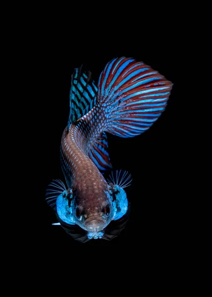 Betta poisson Lutte dans l'aquarium — Photo