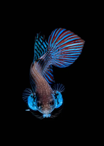 Ikan Betta Bertarung di akuarium Stok Gambar