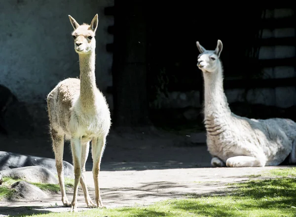 Lama, hayvan, vahşi, güzel, yün, pençeleri, kuyruk, Doğa, Hayvanat Bahçesi,