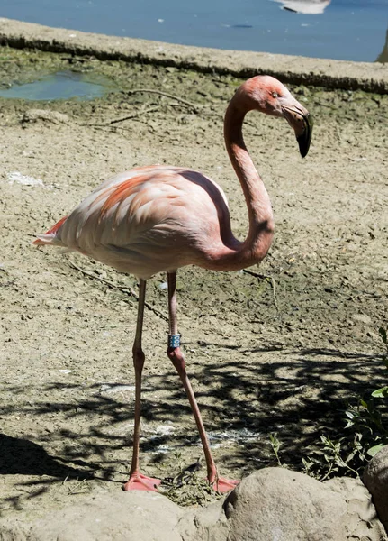 Flamingos Birds Small Funny Zoo Feathers Beak Paws Tail Colored — Stock Photo, Image