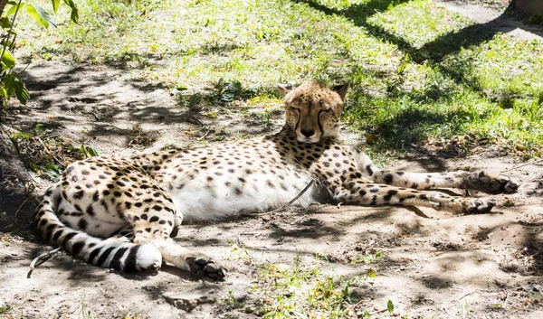 Kediler, vahşi kediler, kaplan, Jaguar, yün, pençeleri, dişleri, yırtıcı hayvan, tehlikeli,