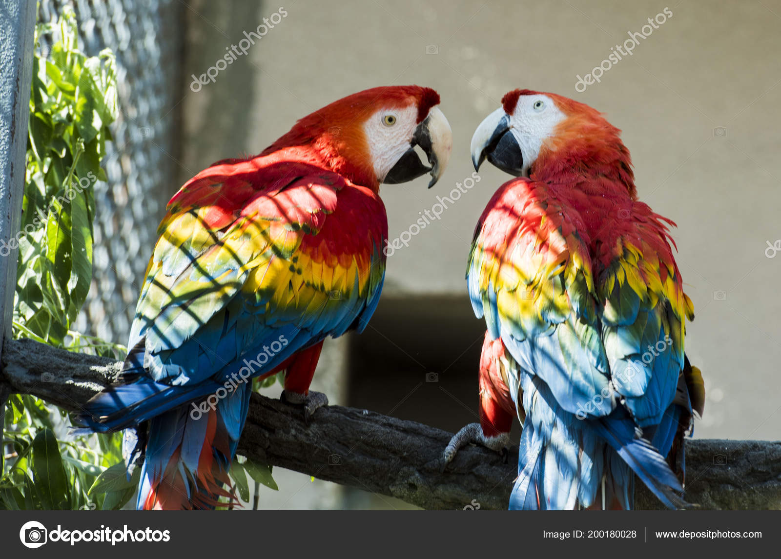 Perroquet Lumineuse Colorée Les Ailes Rouge Bleu Bec Oiseau