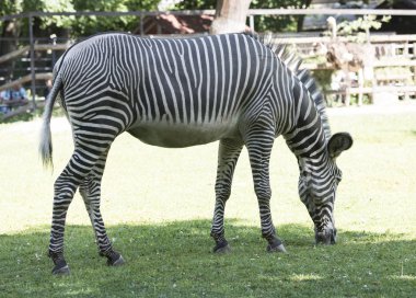 Zebra, vahşi hayvanlar, Doğa, memeliler, çizgili, siyah, beyaz, toynak, yele.