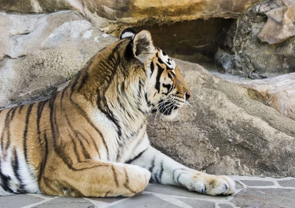 Gatos Gatos Salvajes Tigre Jaguar Lana Garras Colmillos Depredadores Peligroso — Foto de Stock