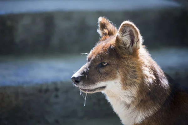 kurt, vahşi hayvanlar, yırtıcı hayvan, tehlikeli, dişleri, kuyruk, pençeleri, canavar, yün,