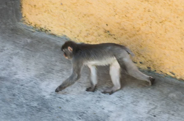 Mono Animales Vida Silvestre Zoológico Lana Patas Grande Negro Peludo — Foto de Stock