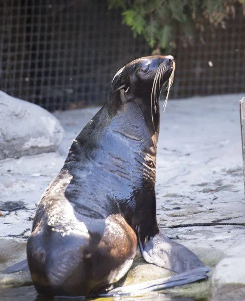 mühür, mühür, hayvan, balık, su kuşları, bıyık, Fildişi, palet, yüzmek