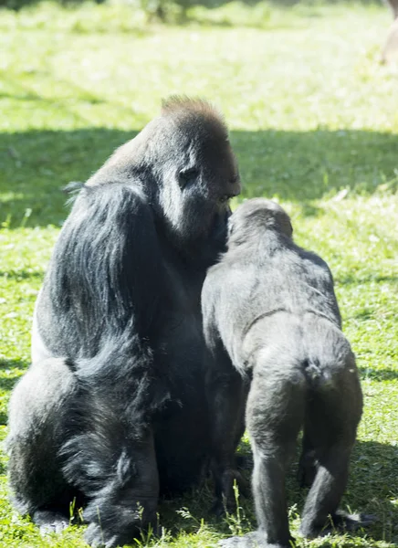 Singe Animaux Faune Zoo Laine Pattes Gros Noirs Baise — Photo
