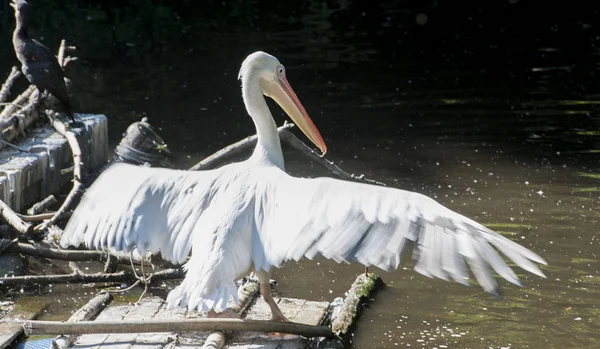 Pelikan, kuş, Gaga, Hayvanat Bahçesi, tüyleri, kanat, Fisher, guatr, beyaz,