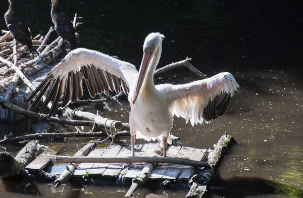 Pelikan, kuş, Gaga, Hayvanat Bahçesi, tüyleri, kanat, Fisher, guatr, beyaz,