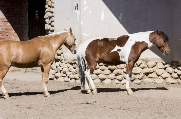 horse, ride, animal, ride, domestic, bridle, saddle, hoof, mane, in apples