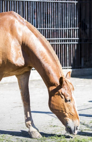 horse, ride, animal, ride, domestic, bridle, saddle, hoof, mane, in apples