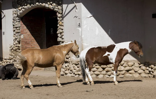 horse, ride, animal, ride, domestic, bridle, saddle, hoof, mane, in apples