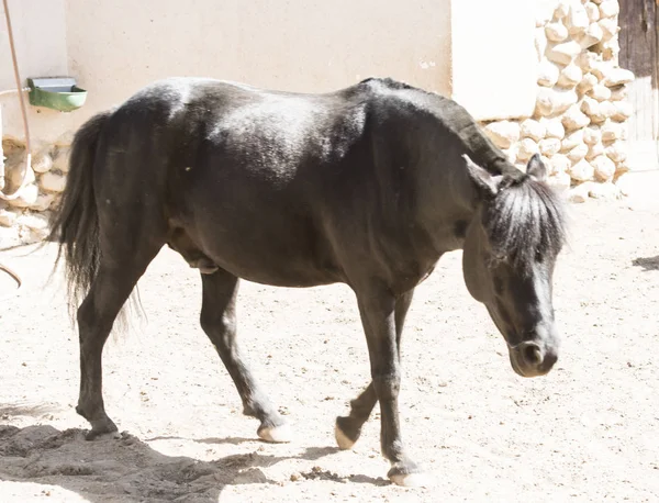 at, Araba, hayvan, yolculuk, yurtiçi, at başlığı, eyer, toynak, yele, elma