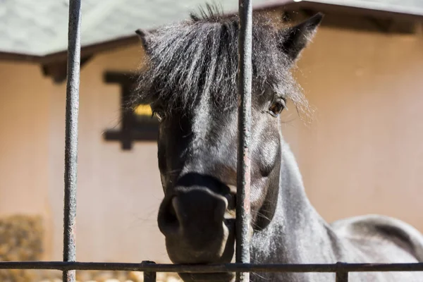 at, Araba, hayvan, yolculuk, yurtiçi, at başlığı, eyer, toynak, yele, elma